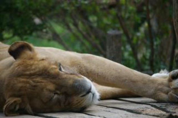 Lion lioness Dallas Zoo yellow about Zoo Africa